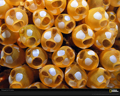 Tunicate: Ascidians:Sea Squirts