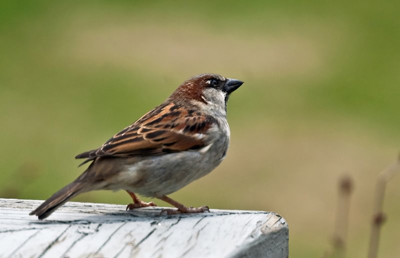 english sparrow