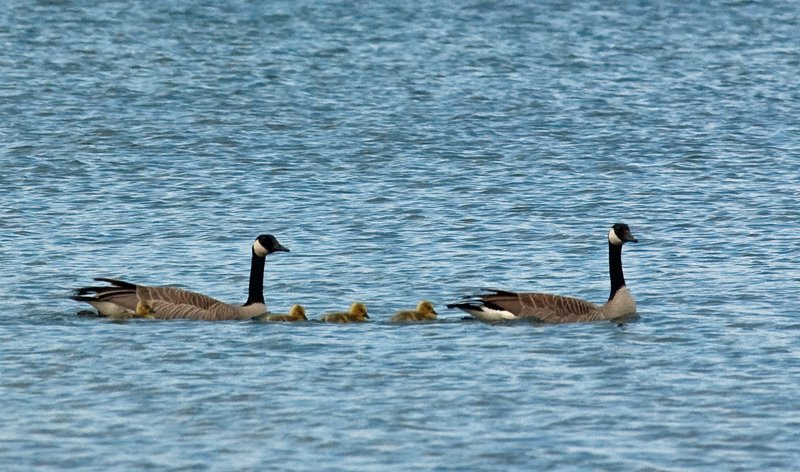 [goosefamily.jpg]