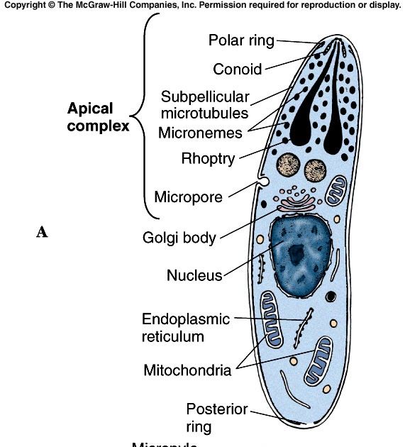 All sporozoa are parasitic