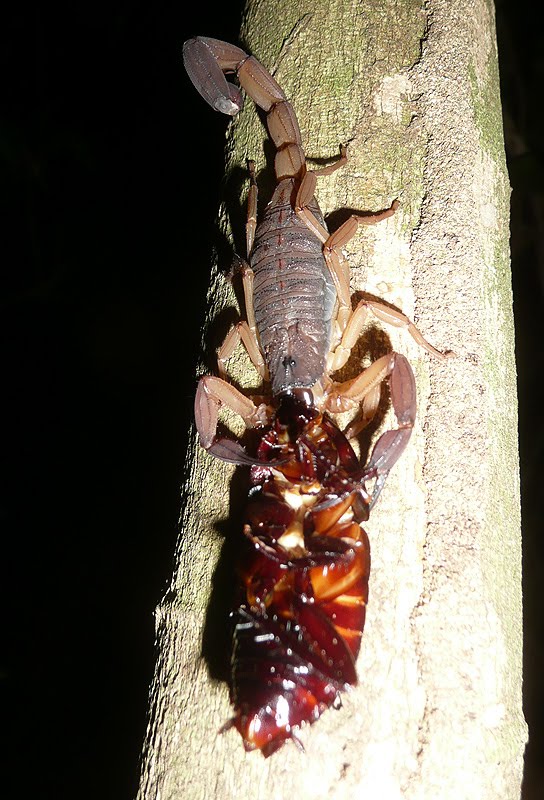 http://3.bp.blogspot.com/_v-B6kXh9Fes/TPPzyBJZQWI/AAAAAAAAA2g/YHmbHh2_vik/s1600/scorpion%2Beating%2Bcockroach.jpg