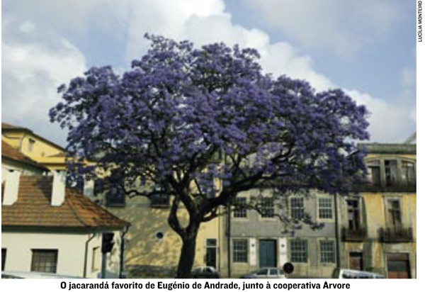 [185JacarandaPorto.jpg]