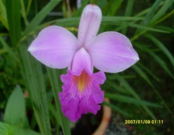 [SL372235.JPG]