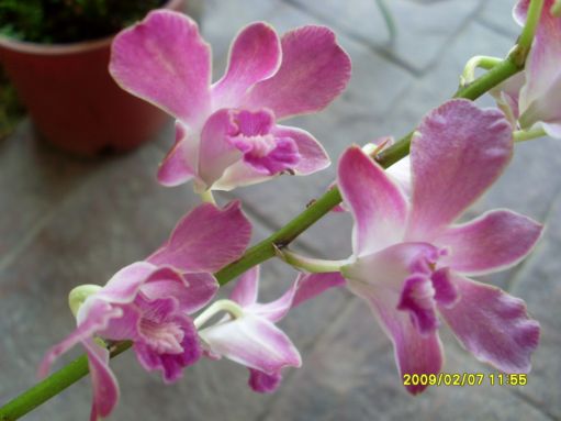 [SL371828.JPG]