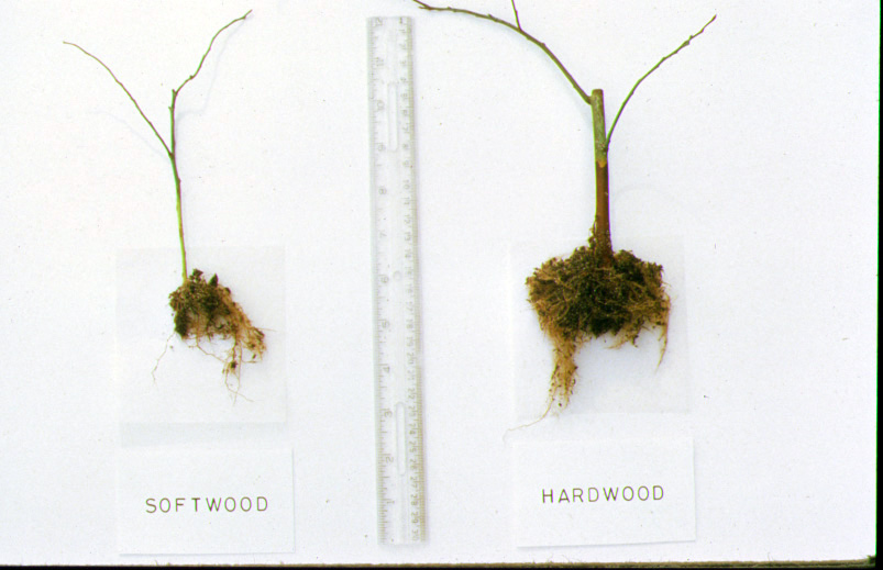 Blueberry Shrub Hardwood Cuttings Hort 202 Spring 2014