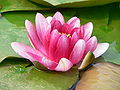 120px-WaterLily-BlackPrincess.jpg