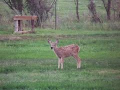 Fawn at the campground