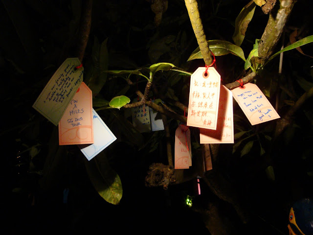 Lights of Spring Festival