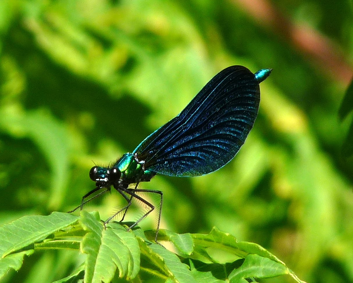 box elder Bees and hellebores, round childhood reading, and back to