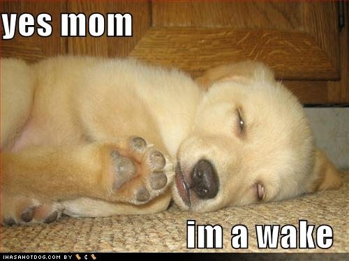 [cute-puppy-pictures-yes-mom.jpg]