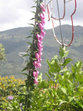 Orchids in the Mountains of Bogota, Colombia