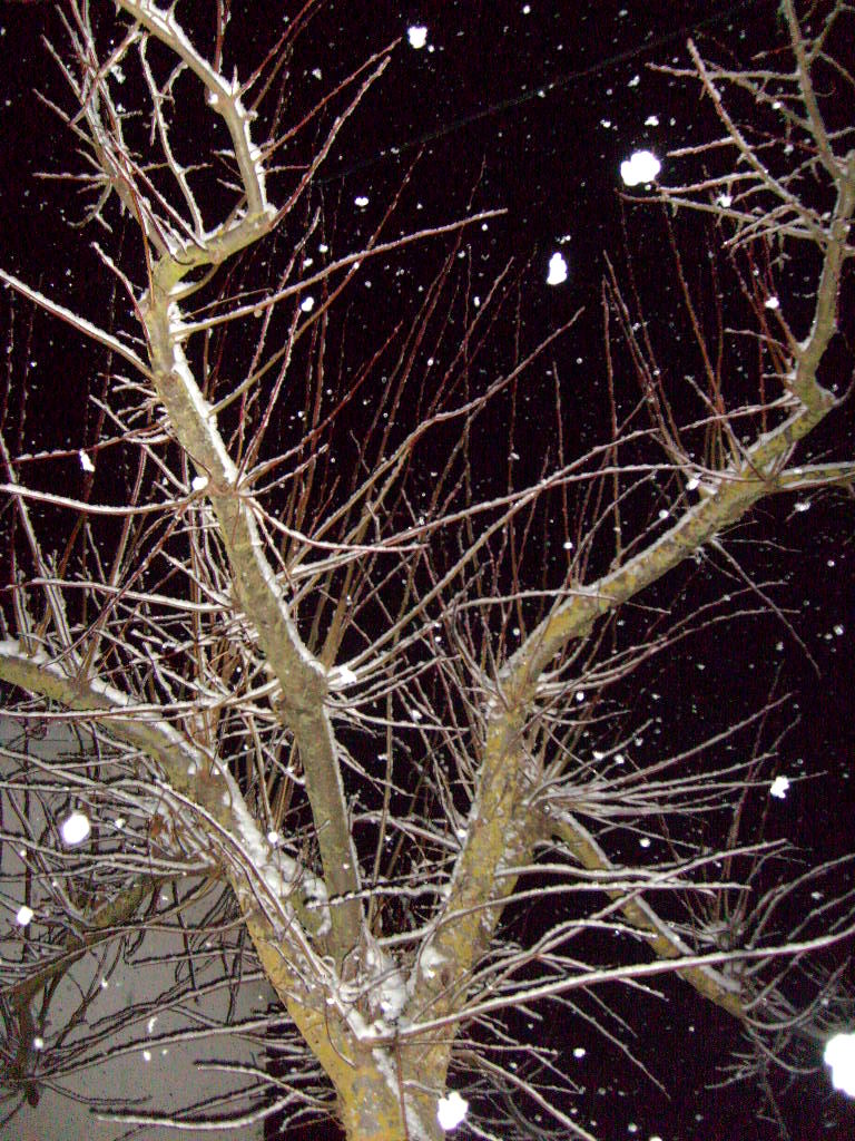 [Neve+053.jpg]