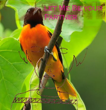 [Let+Me+Be+Your+Partner.jpg]