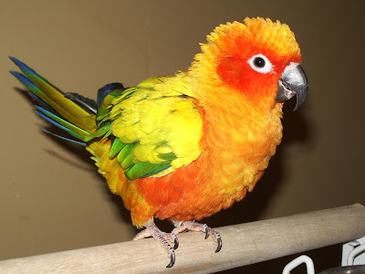 Sun Parakeet