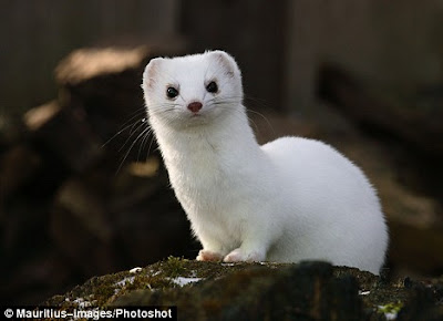 Cartoon Stoat