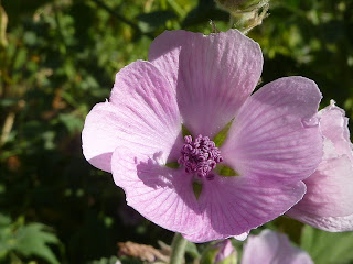 الخطمية 800px-Althaea_officinalis_'Marsh_Mallow'_(Malvaceae)_flower