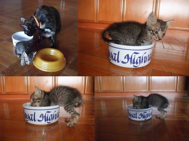 Cats Care