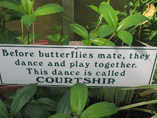 Butterflies court