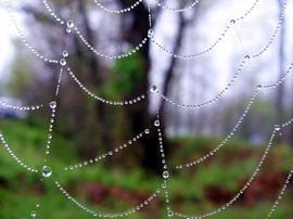 Elders in het web