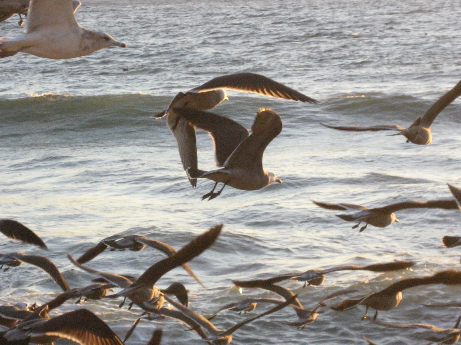 [windblown+seagull5.jpg]