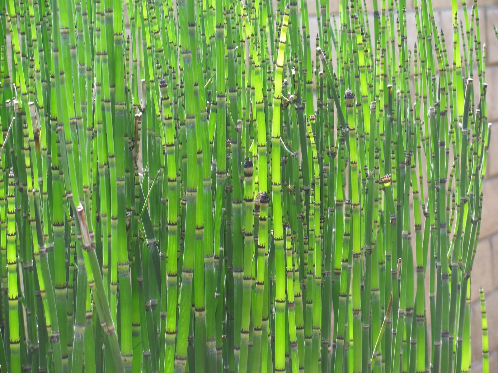 reeds plant