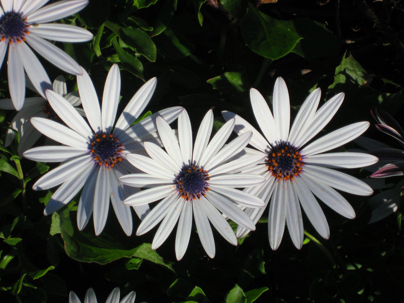 [osteospermum2.jpg]