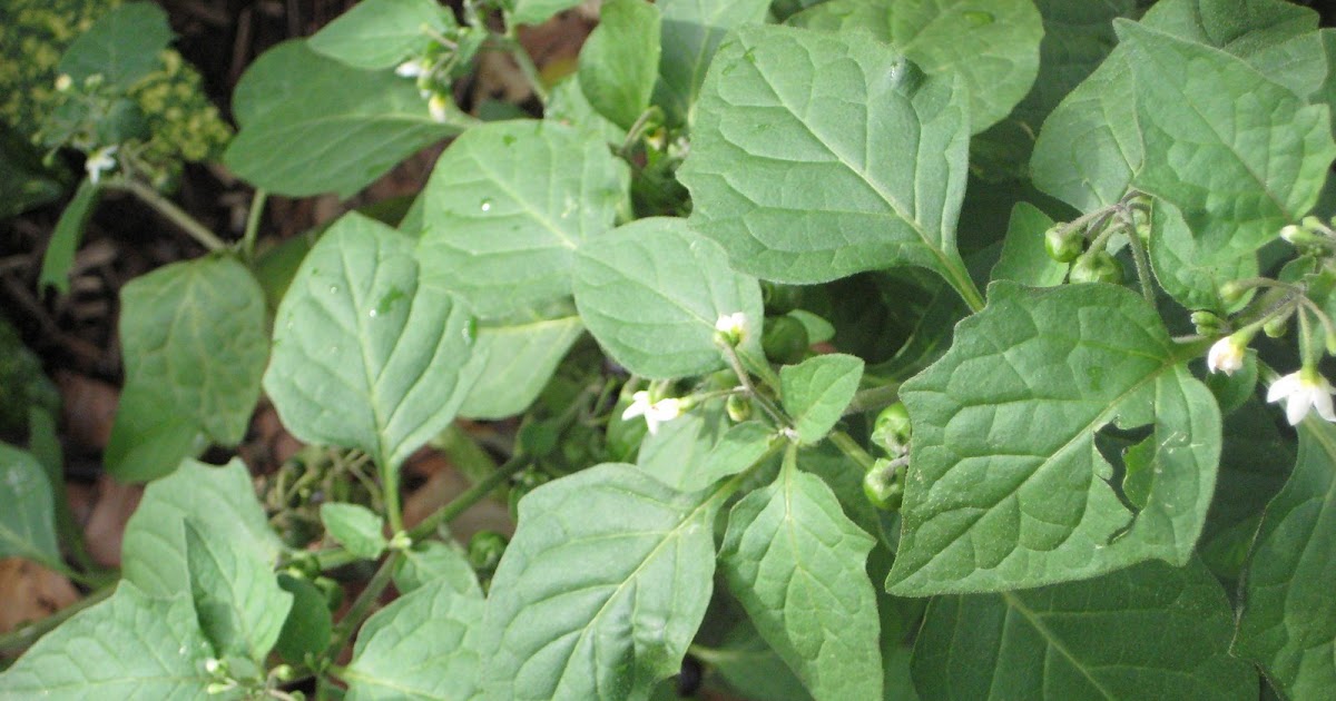 New York, Plants &amp; Other Stuff Edible Plants