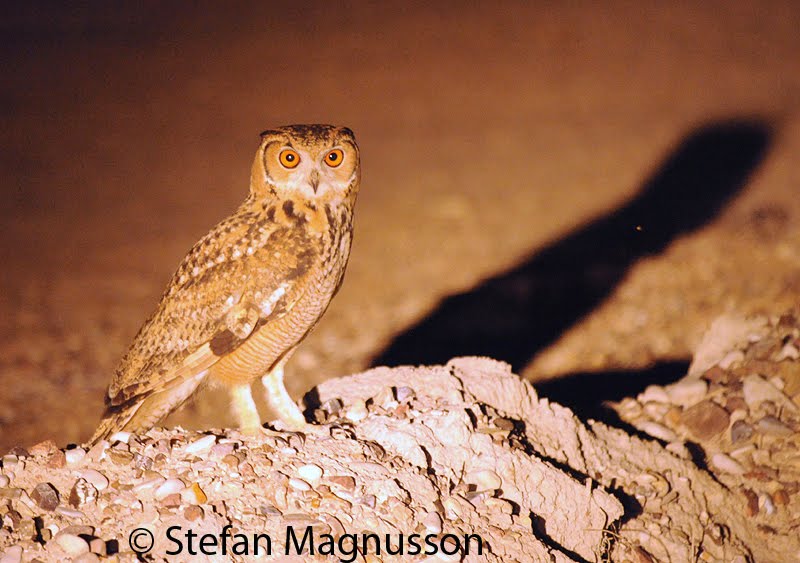 israeli birder in norfolk yoav perlmans blog pharaoh eagle owl minute owl