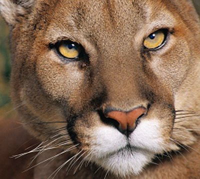 [Felino+-+onÃ§a.jpg]