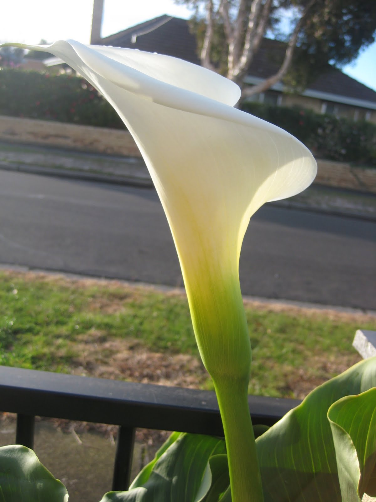 Our Green Haven Flowering Plants Growing