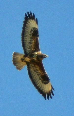 Armageddon: Buzzard