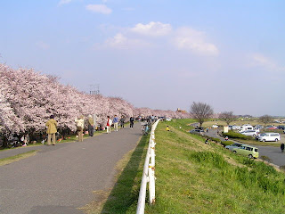 桜堤