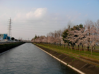 桜並木