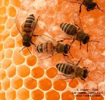 http://3.bp.blogspot.com/_vAtf46soL0c/SDW9BWLe5OI/AAAAAAAAAOI/0h7xBd5h0XA/S230/abejas.jpg