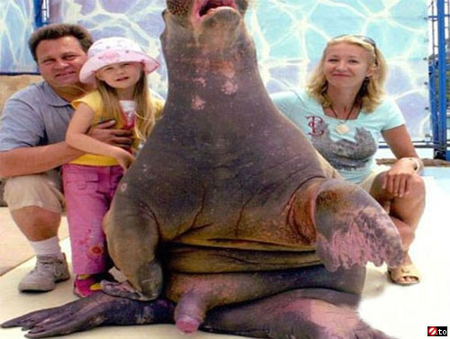 [walrus.jpg]