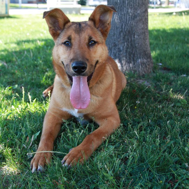 Hugo - German Shepherd cross Hugo - German Shepherd cross