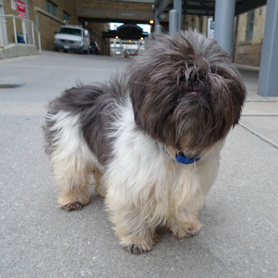 Pictures+of+shih+tzu+haircuts