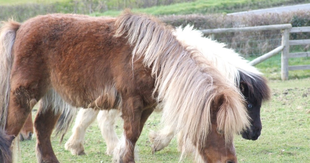 Hericus Miniature Shetland Pony Stud: Birchwood Bush Baby