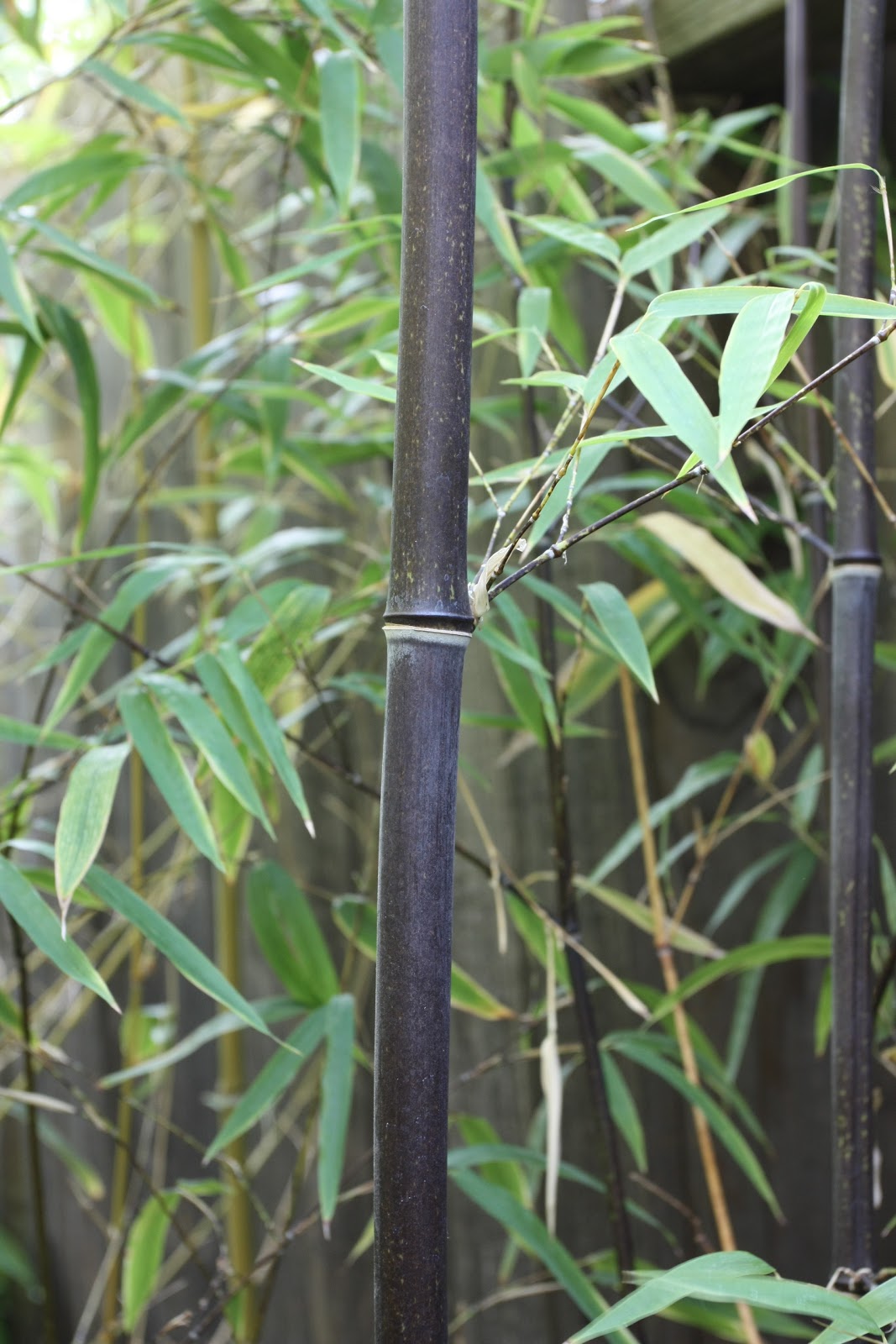 Potted Black Bamboo