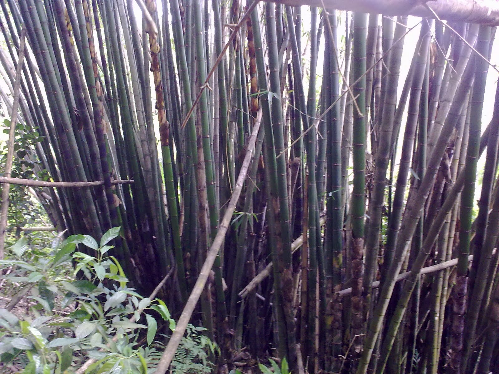 [Bamboo1.jpg]