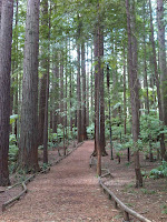 Whakarewarewa Redwood Forest track, near the Information Centre
