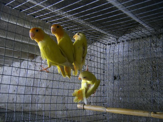[DCAM5471.JPG]