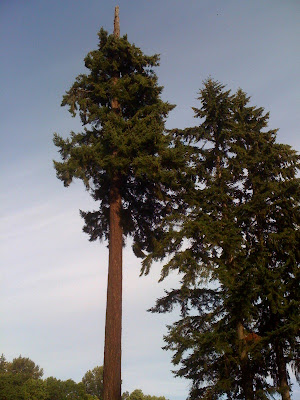Old growth Douglas fir