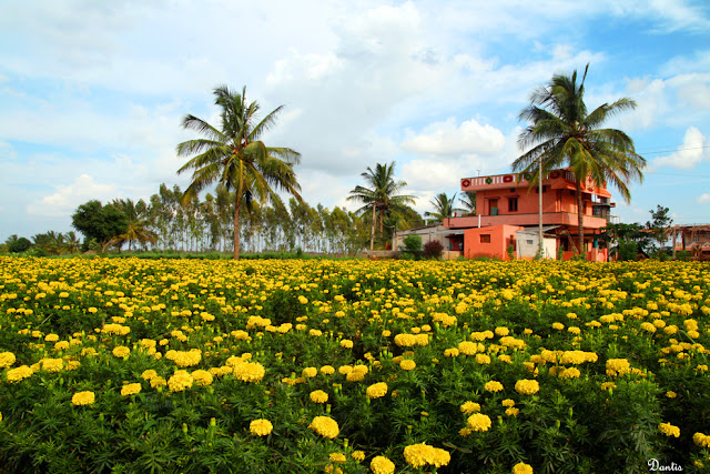 Photo a week (2010): Week 46 - Flower garden