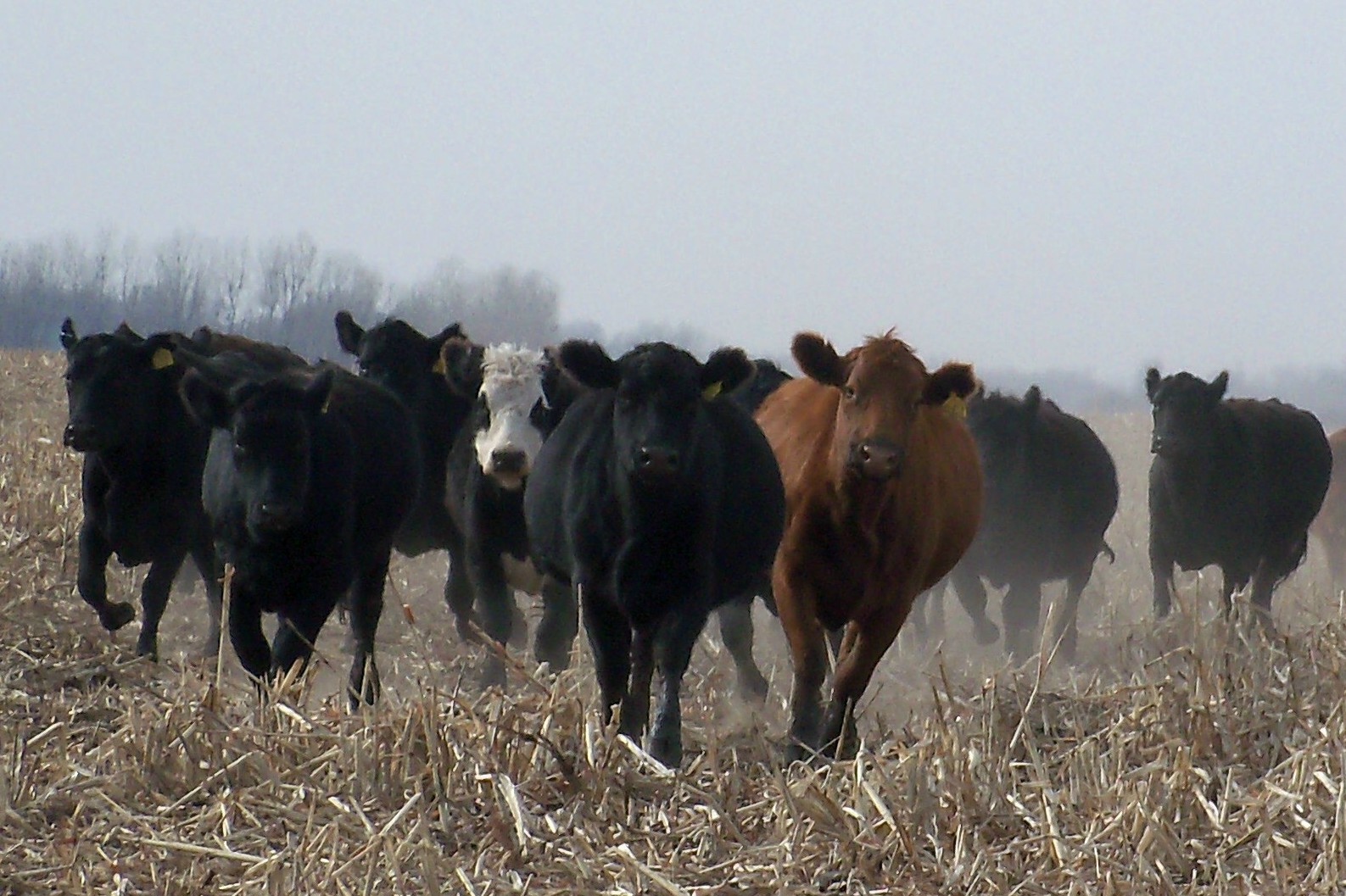 Kim’s County Line: Stampede to Dinner