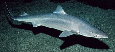 Black+dogfish+shark