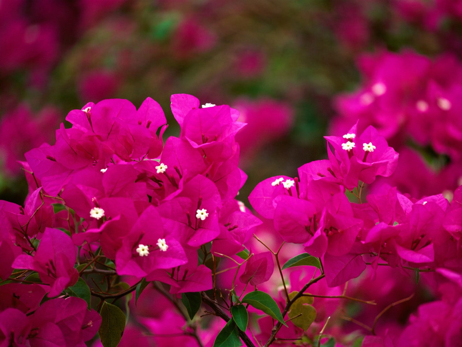 desert flower pictures beautiful flowers desert flower pictures beautiful flowers