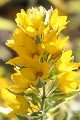 Https Www Sciencephoto Com Media 25000 View Hillside Trees 2019