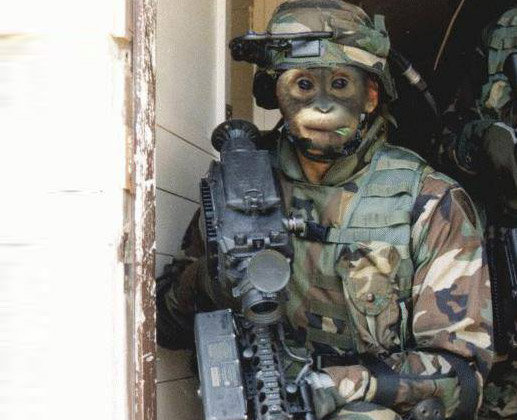 Afghan Monkey