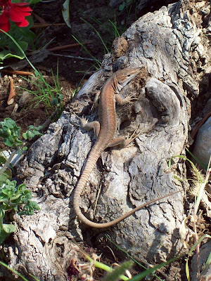Lizard Sunning